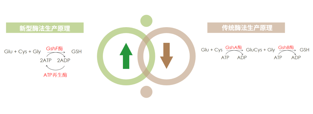 古特生物 古特生物