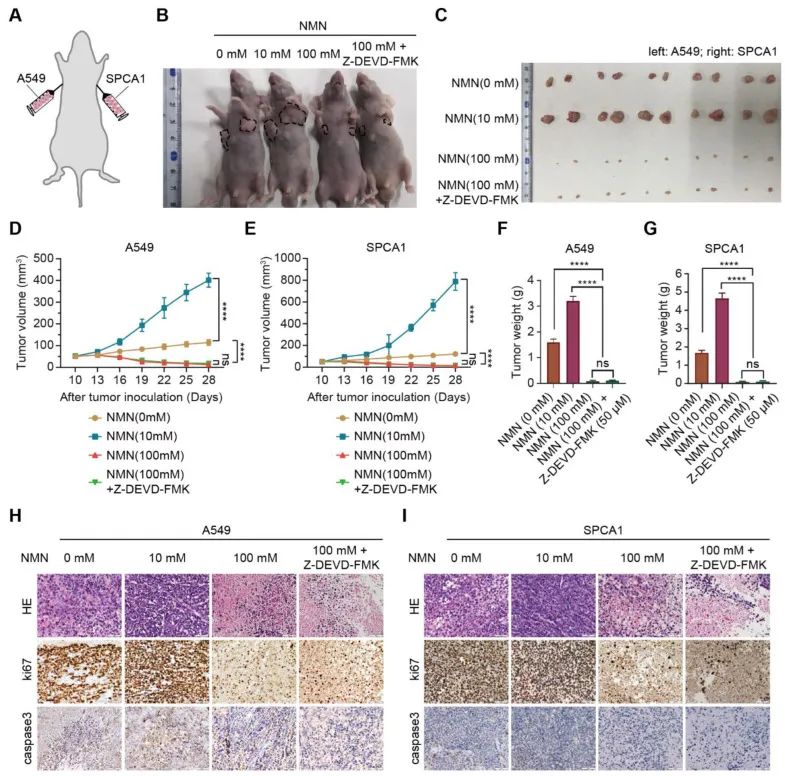 古特生物 古特生物