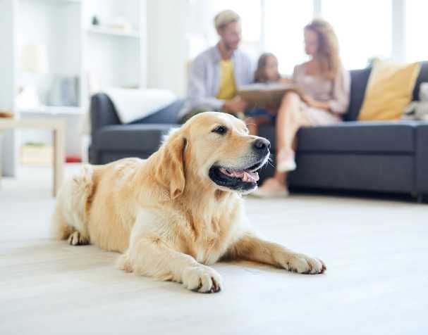 動(dòng)物保健領(lǐng)域 動(dòng)物保健領(lǐng)域