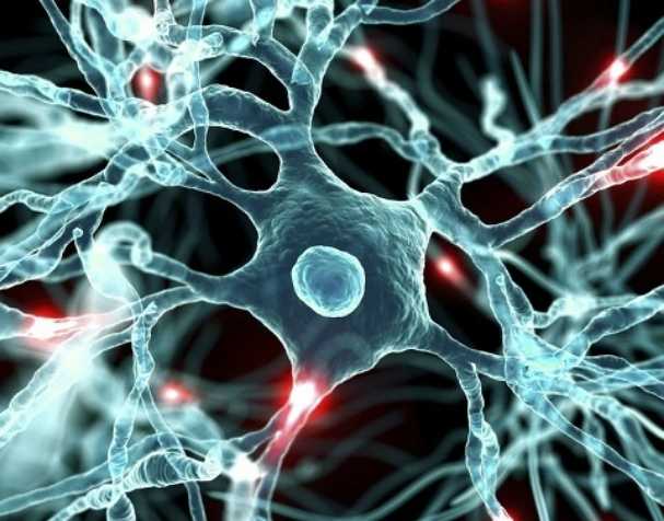 古特生物 胞磷膽堿對大腦健康的顯著益處