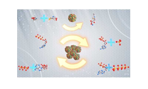 什么是“酶法合成偶聯(lián)ATP再生技術(shù)”？